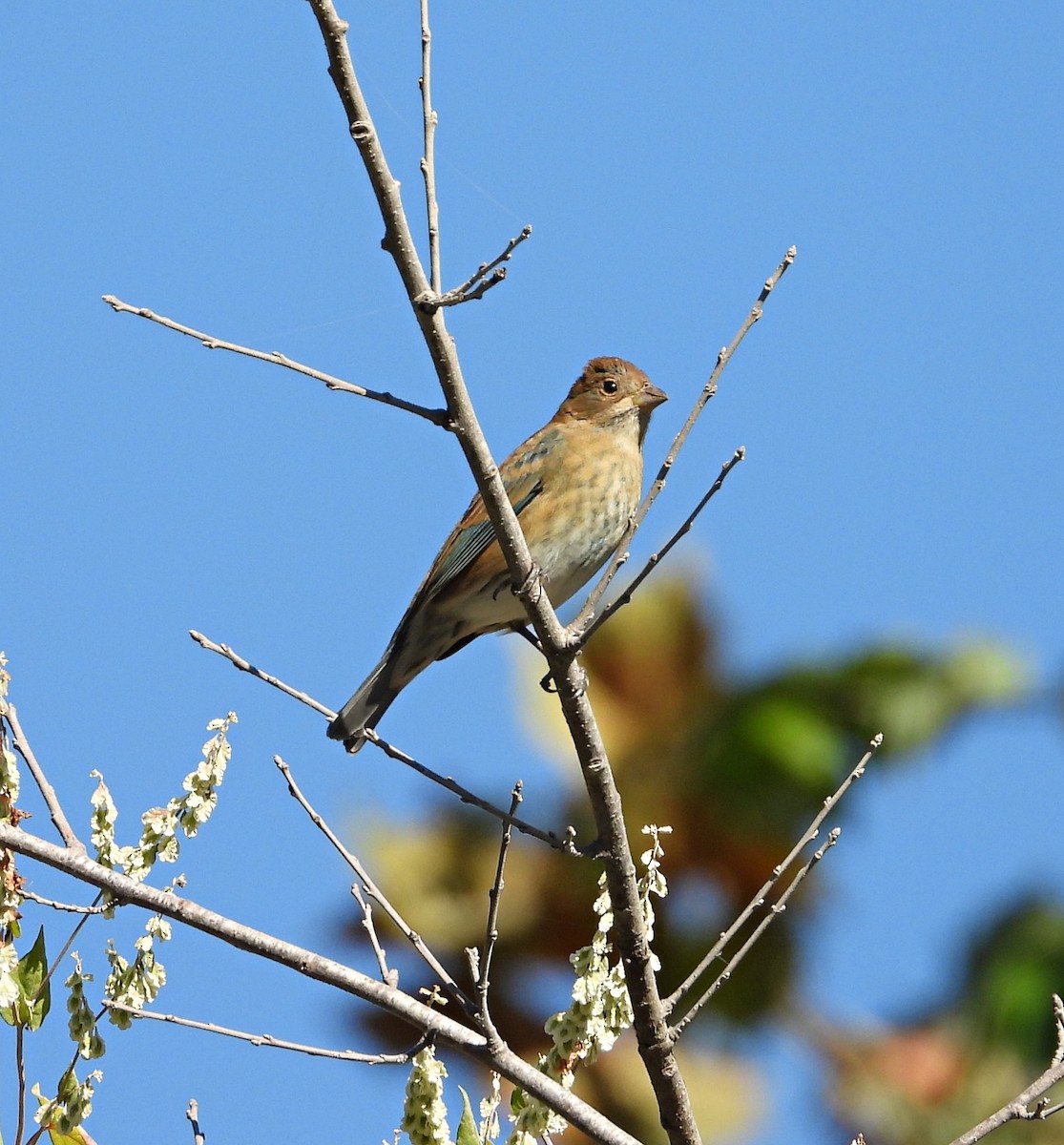 Indigo Bunting - ML625332522