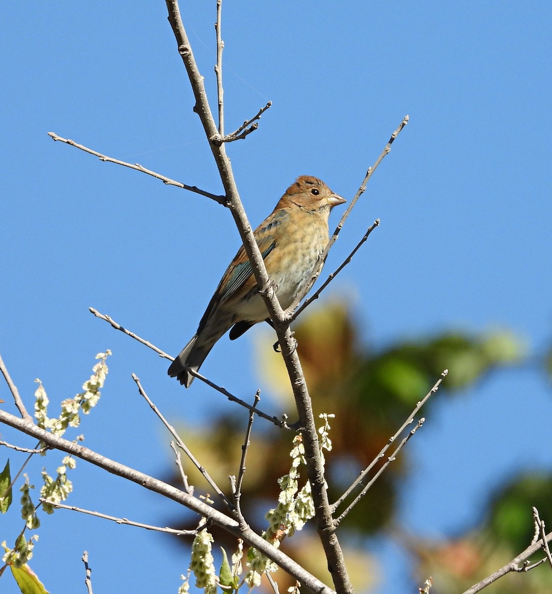 Indigo Bunting - ML625332523