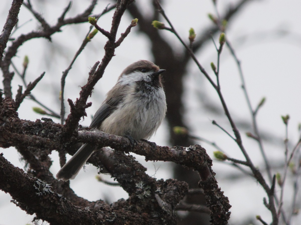 Gray-headed Chickadee - ML625332574