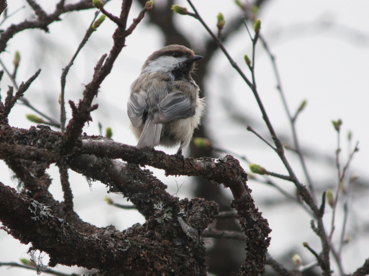 Gray-headed Chickadee - ML625332575