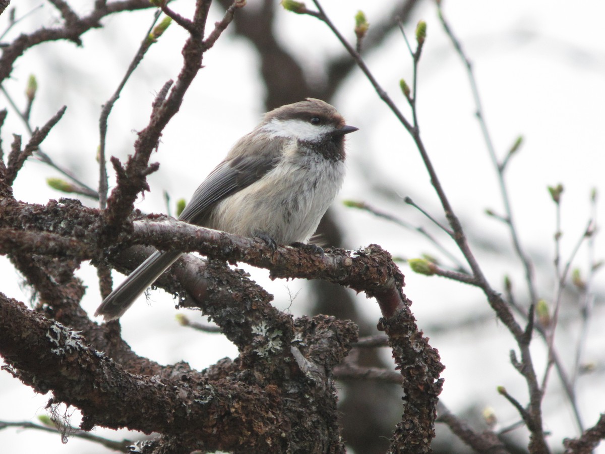 Gray-headed Chickadee - ML625332576