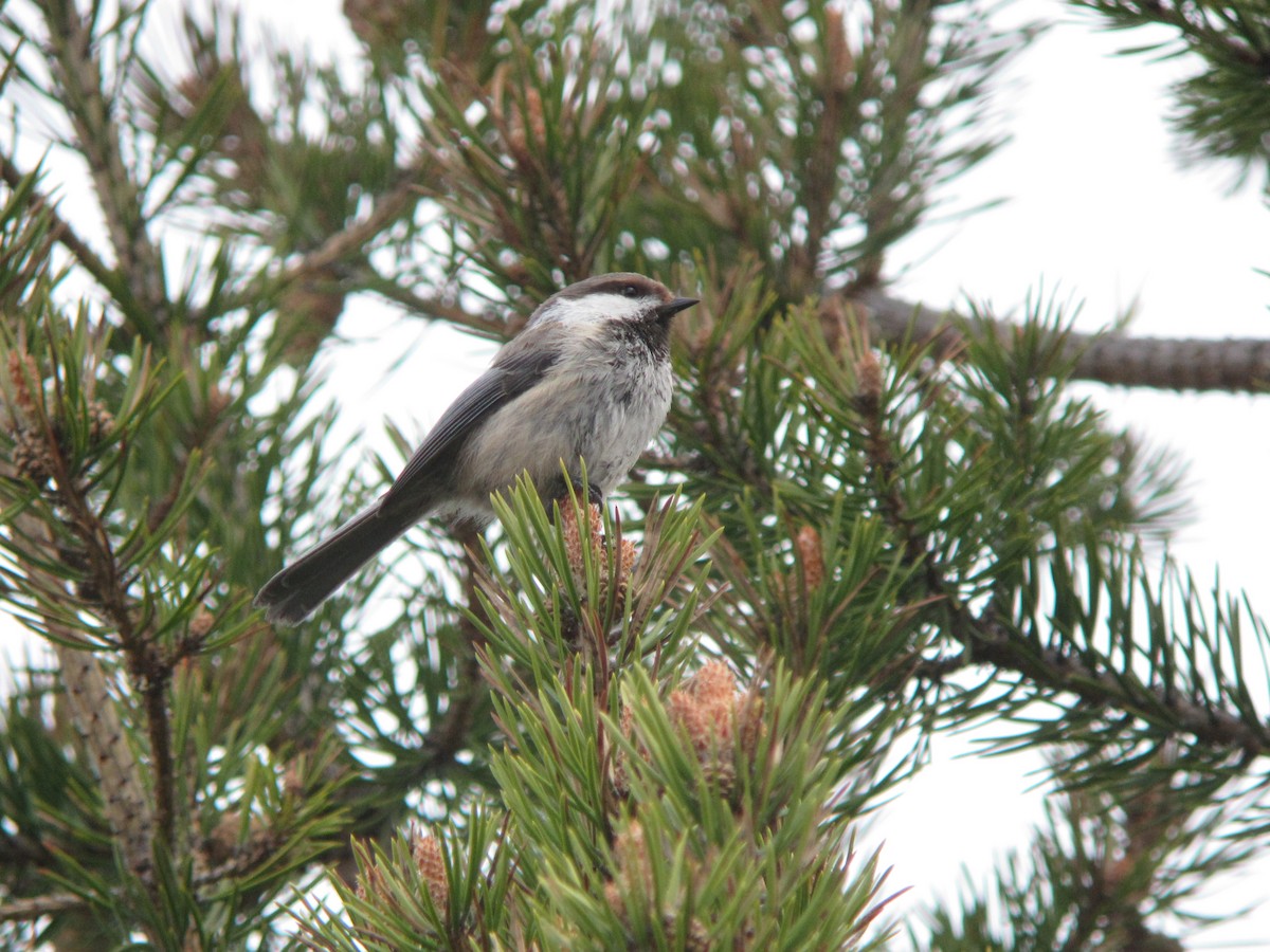 Gray-headed Chickadee - ML625332577