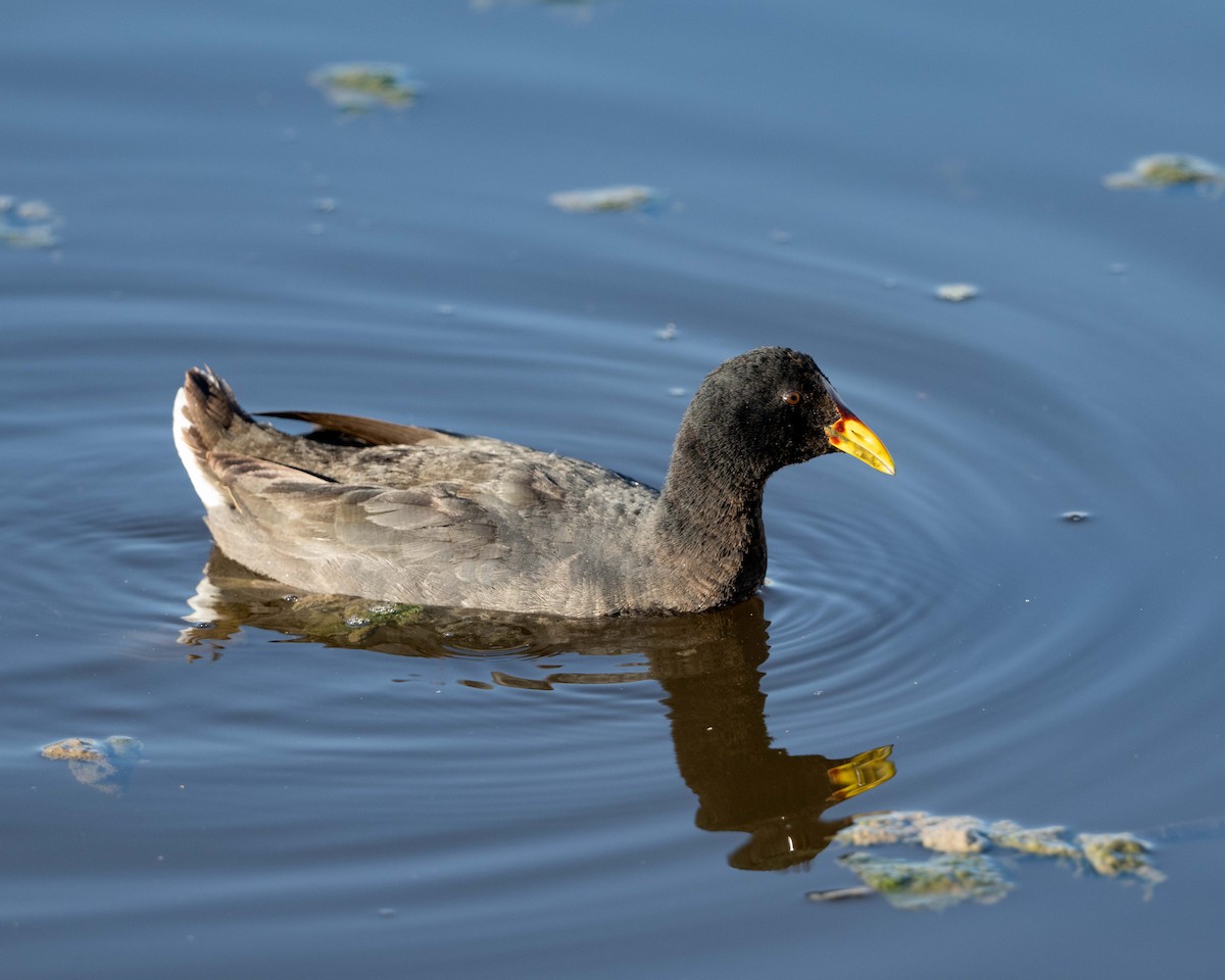 Red-fronted Coot - ML625332869