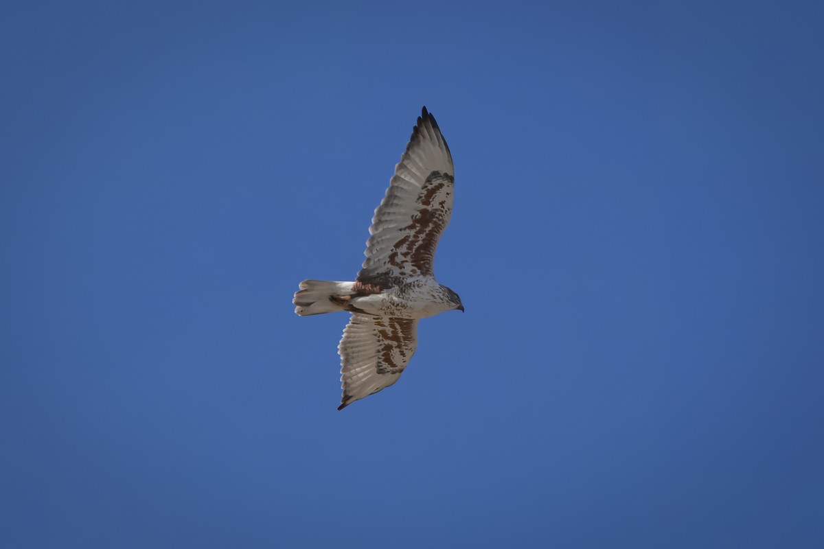 Ferruginous Hawk - ML625332870