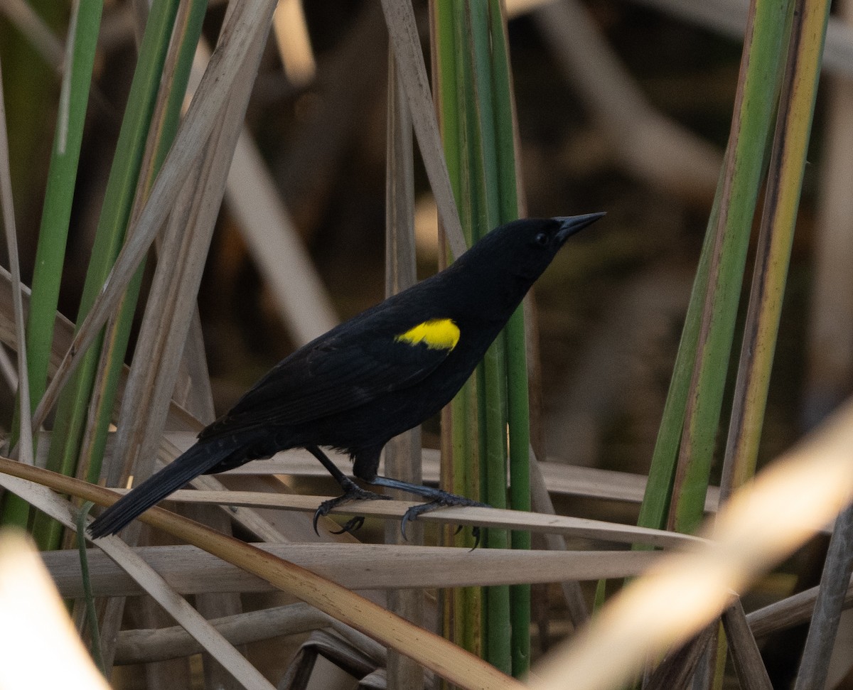 Yellow-winged Blackbird - ML625332966