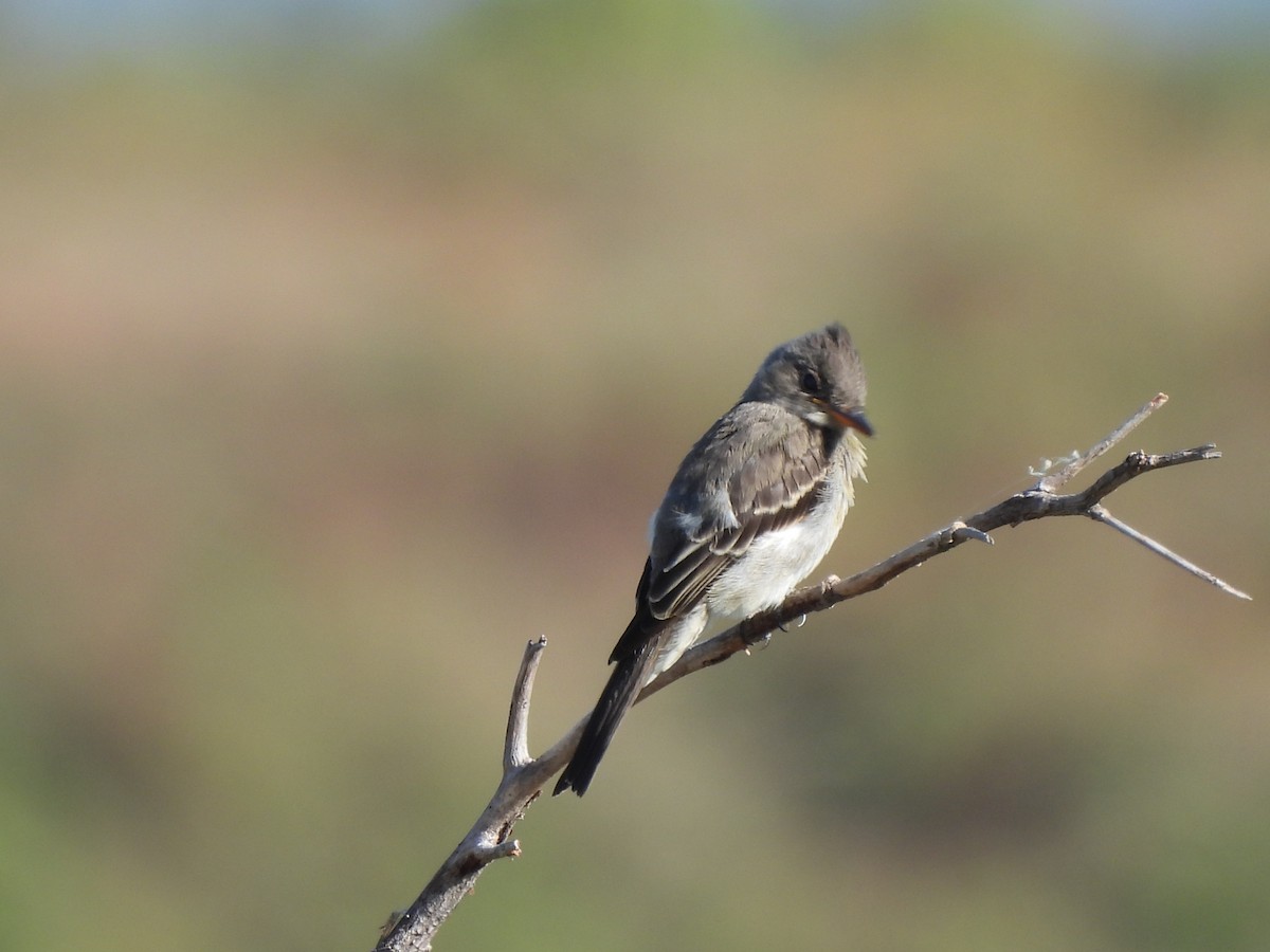 Greater Pewee - ML625333110