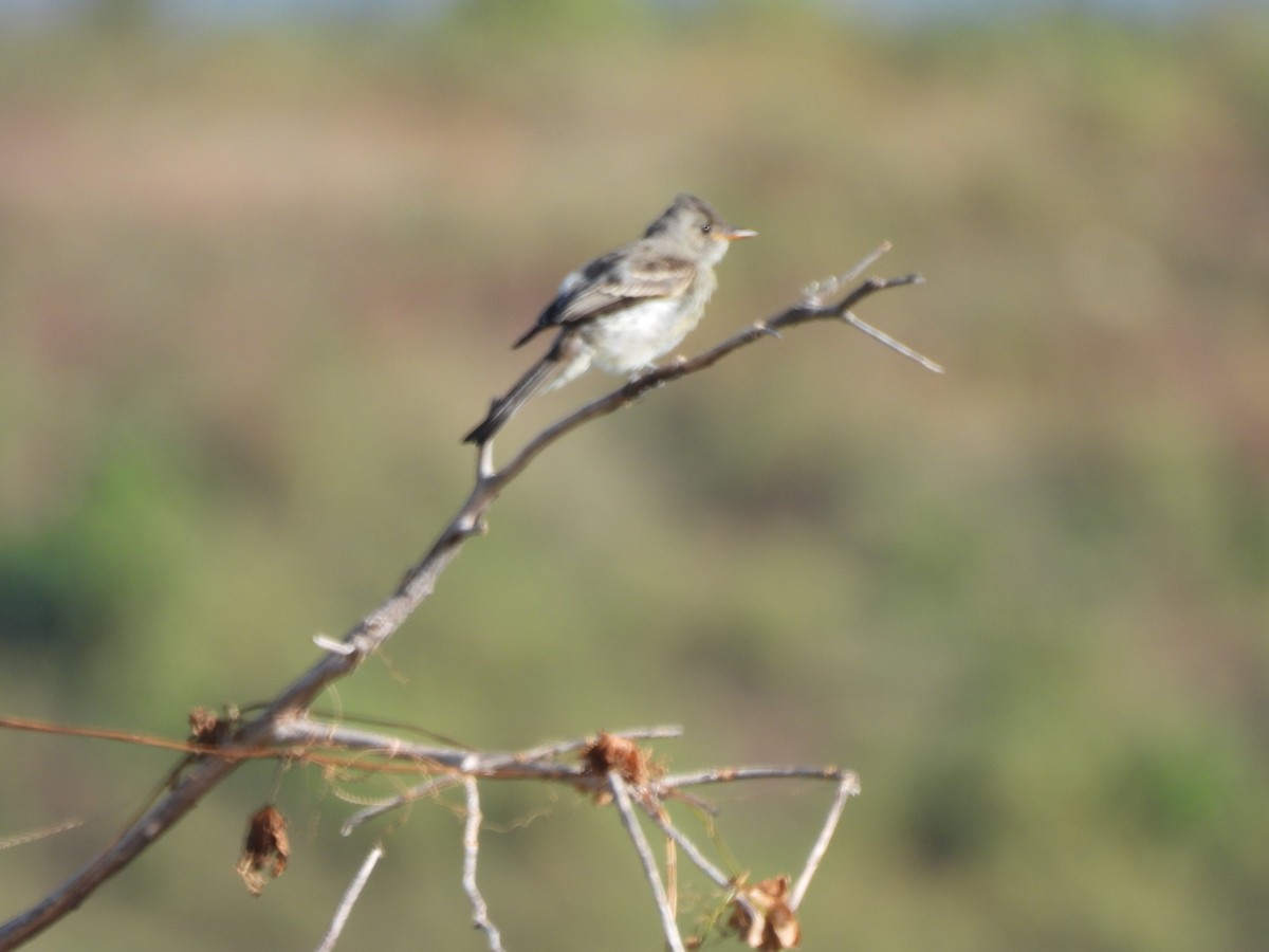 Greater Pewee - ML625333111