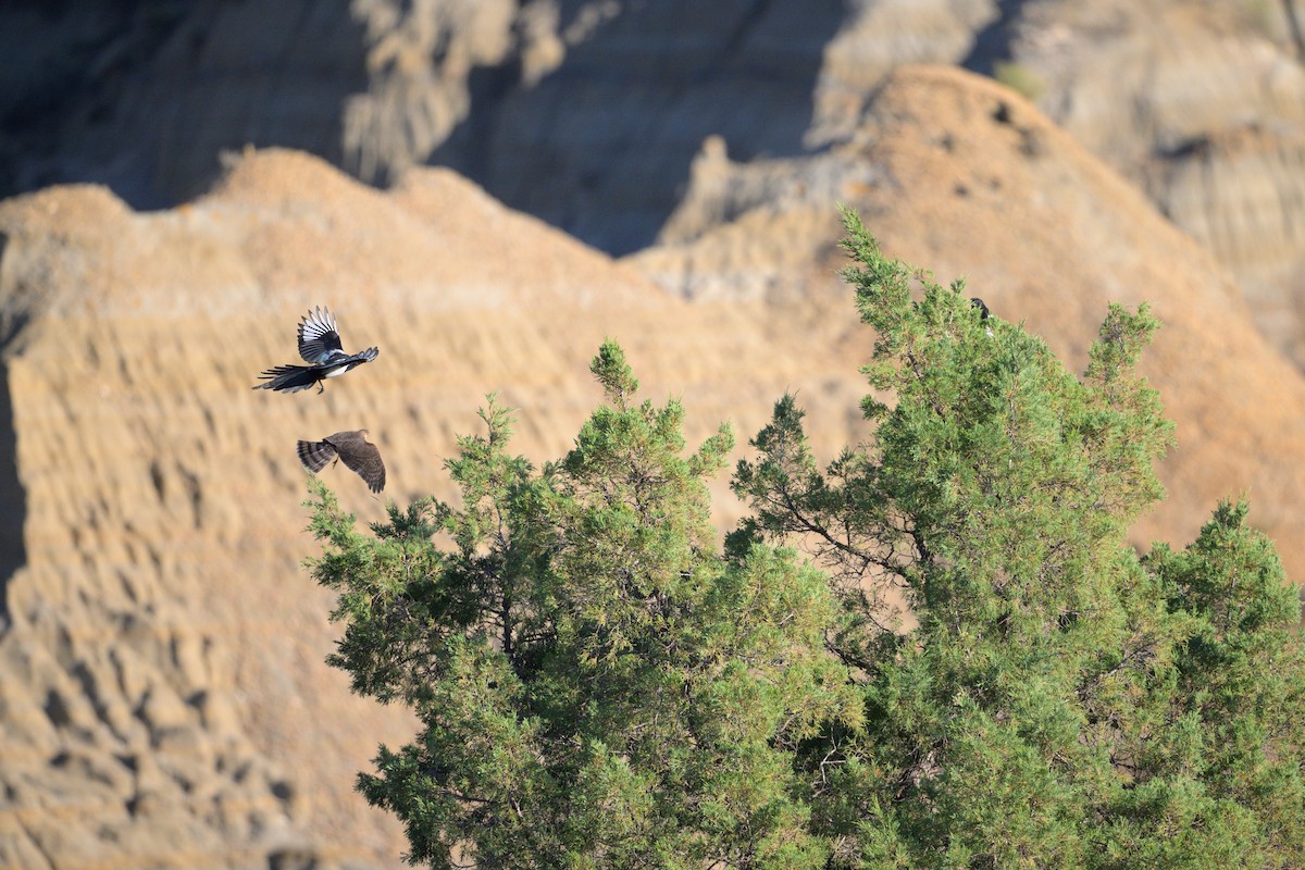 Black-billed Magpie - ML625333138