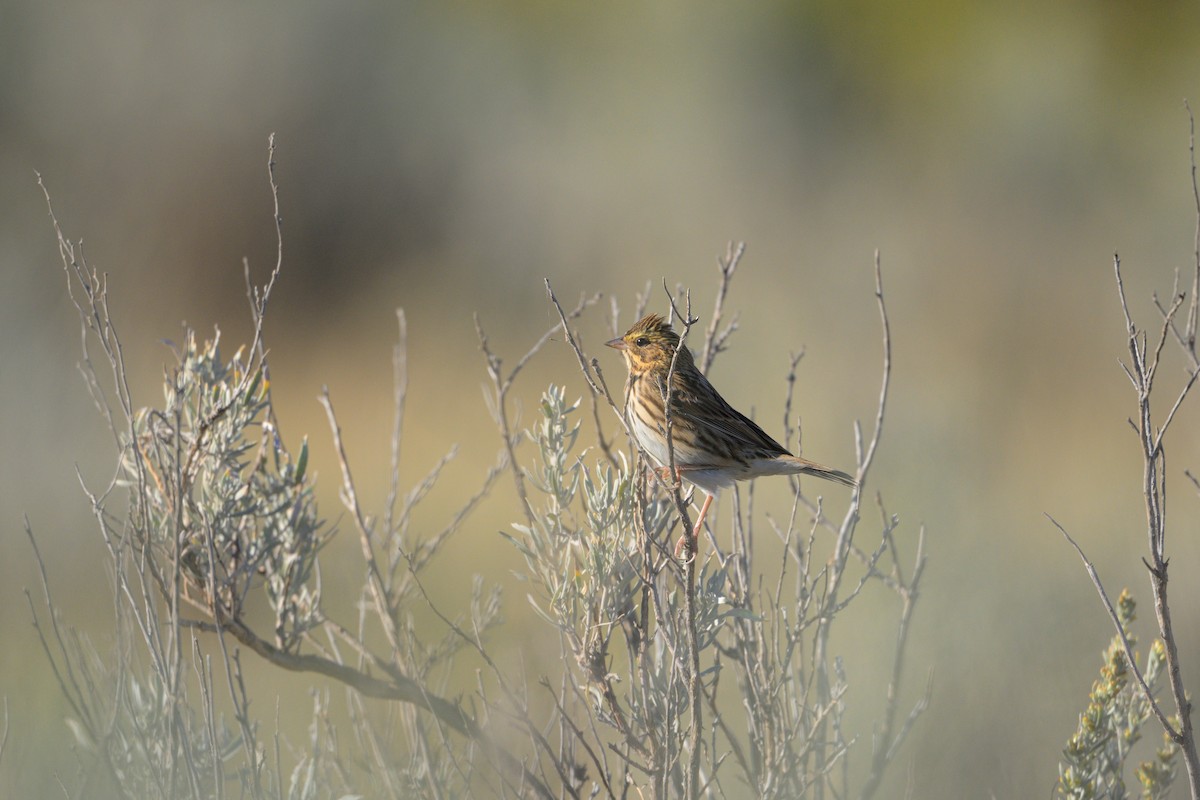 Savannah Sparrow - ML625333291