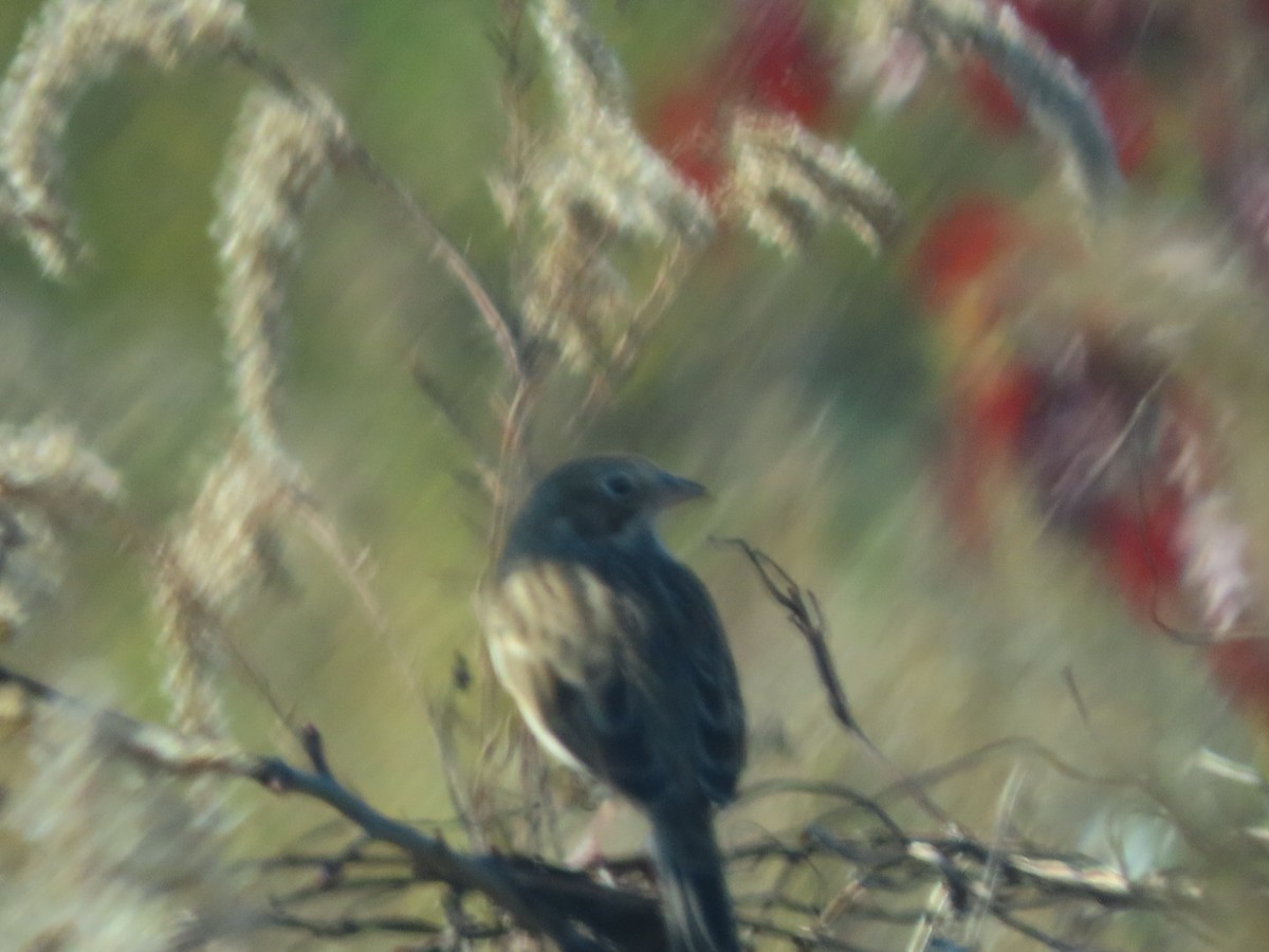 Vesper Sparrow - ML625333357
