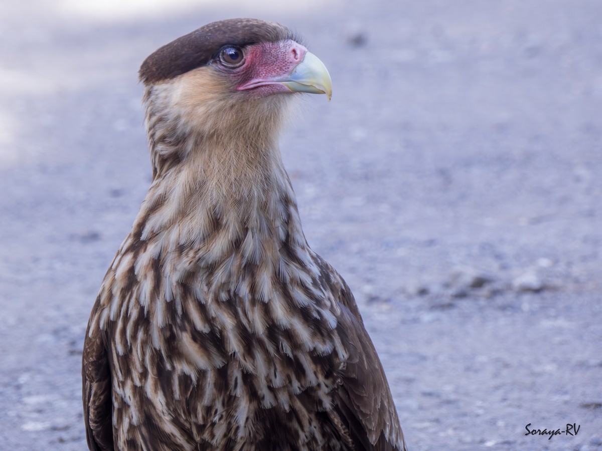 Crested Caracara - ML625333368