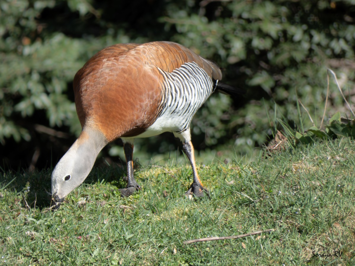 Ashy-headed Goose - ML625333391