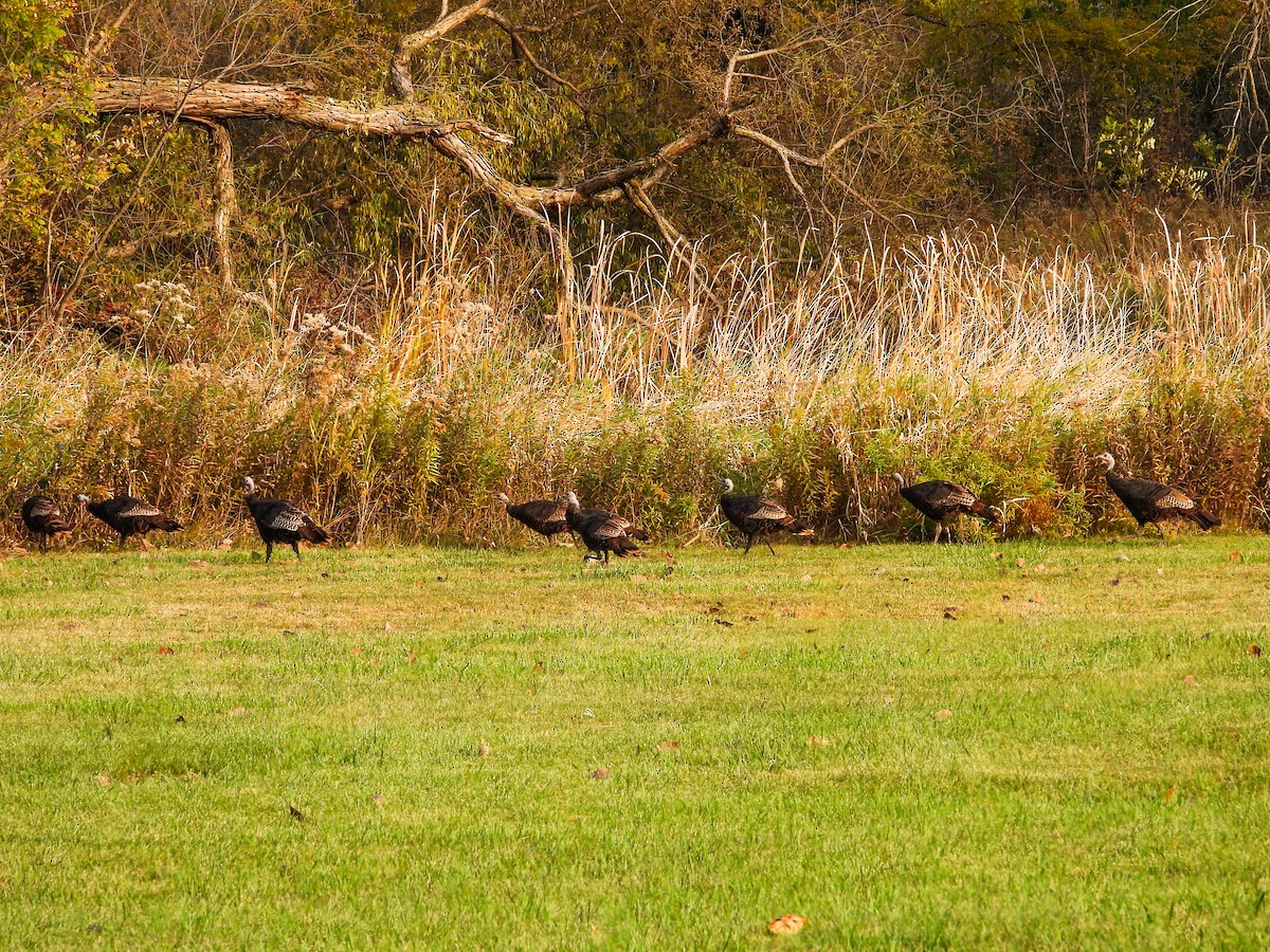 Wild Turkey - ML625333399