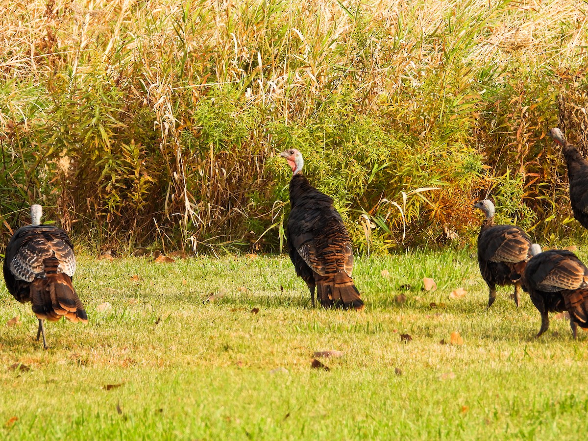 Wild Turkey - ML625333402