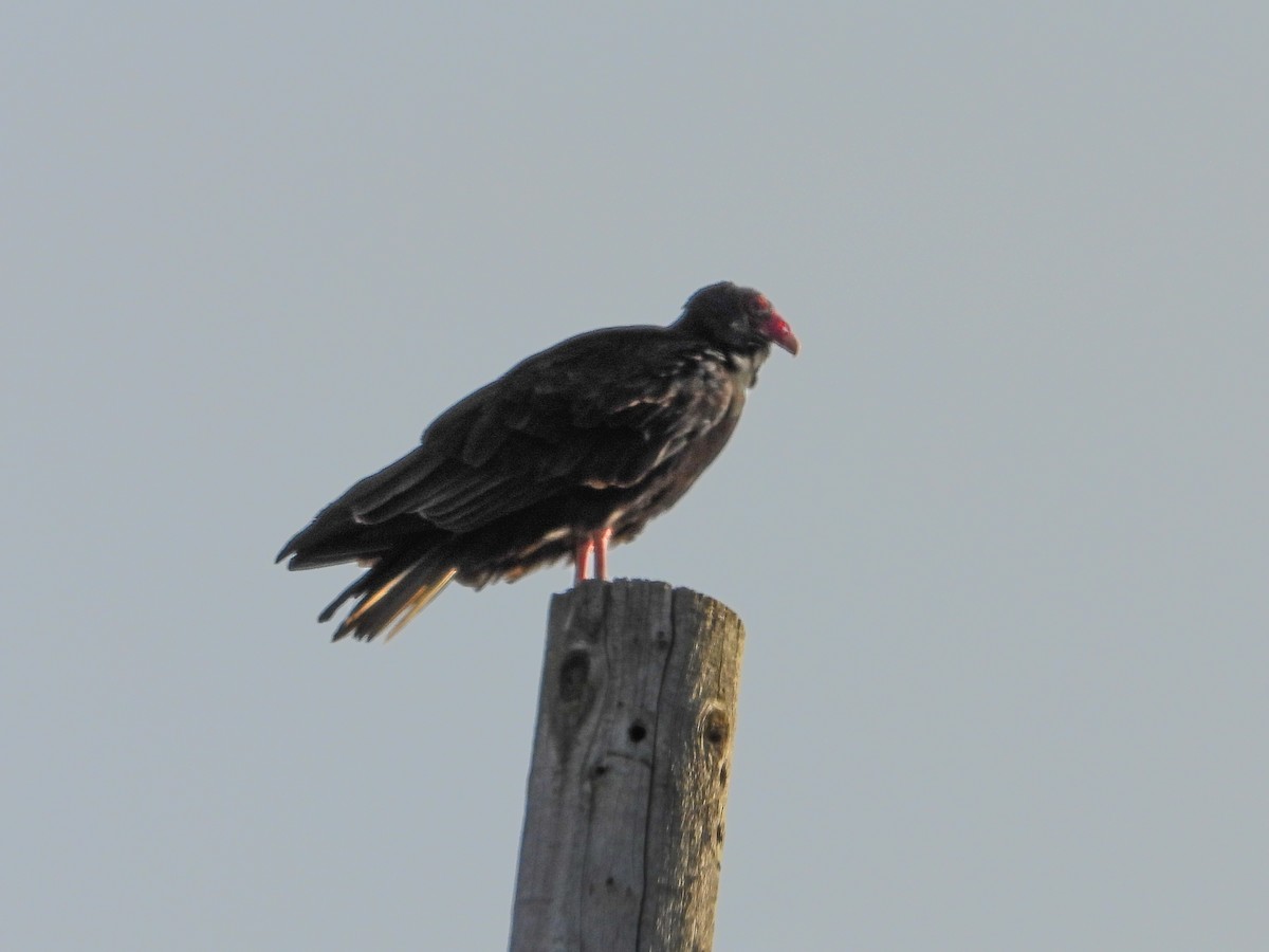 Turkey Vulture - ML625333420