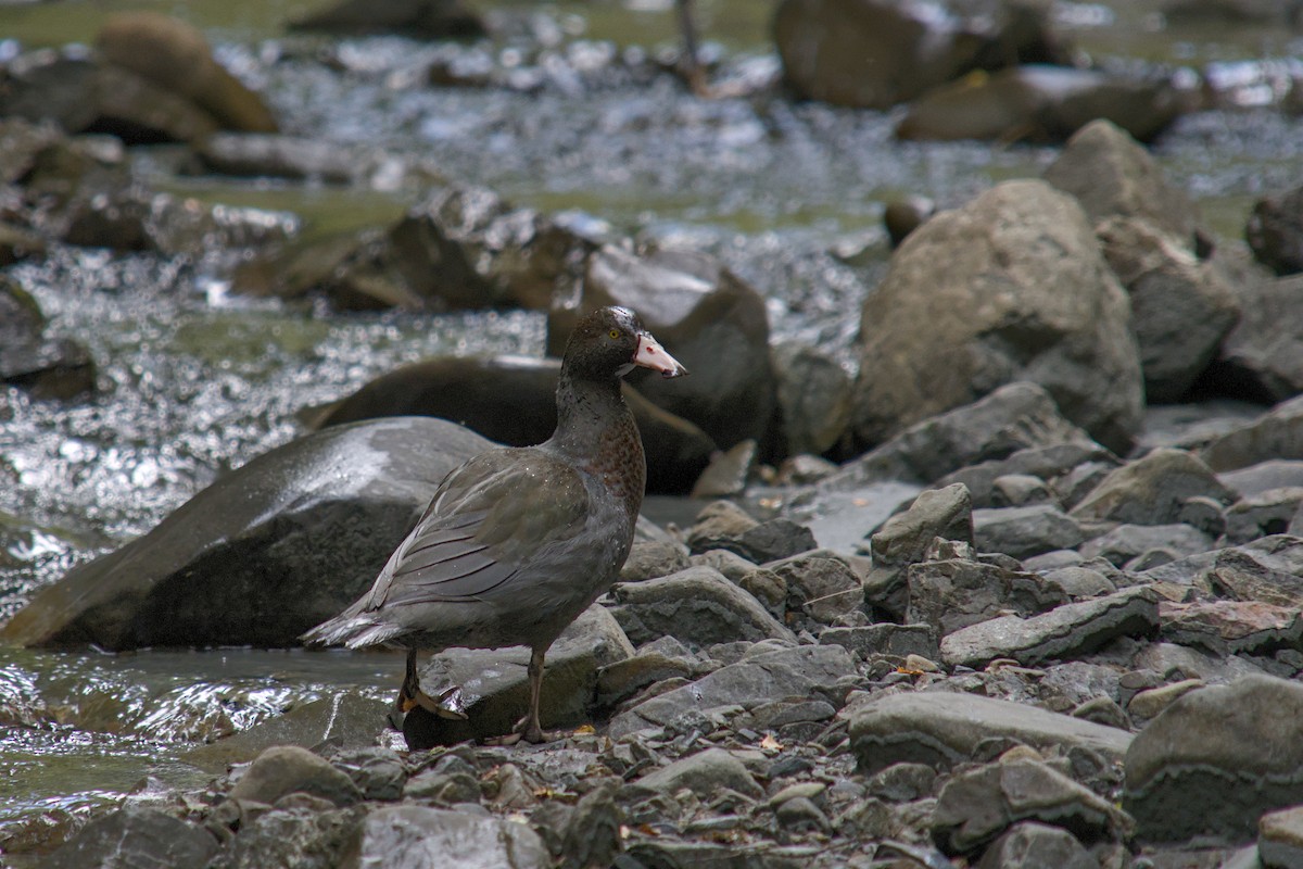 Blue Duck - ML625333426