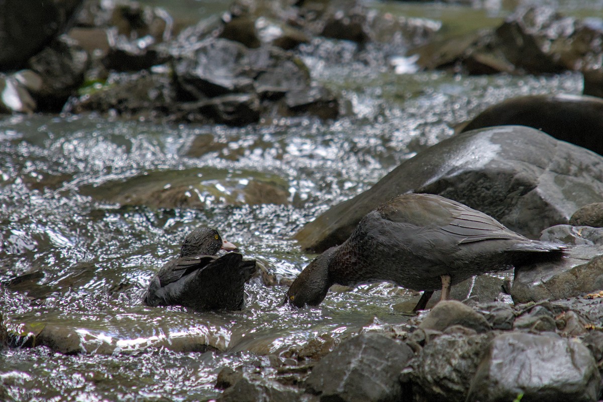 Blue Duck - ML625333445