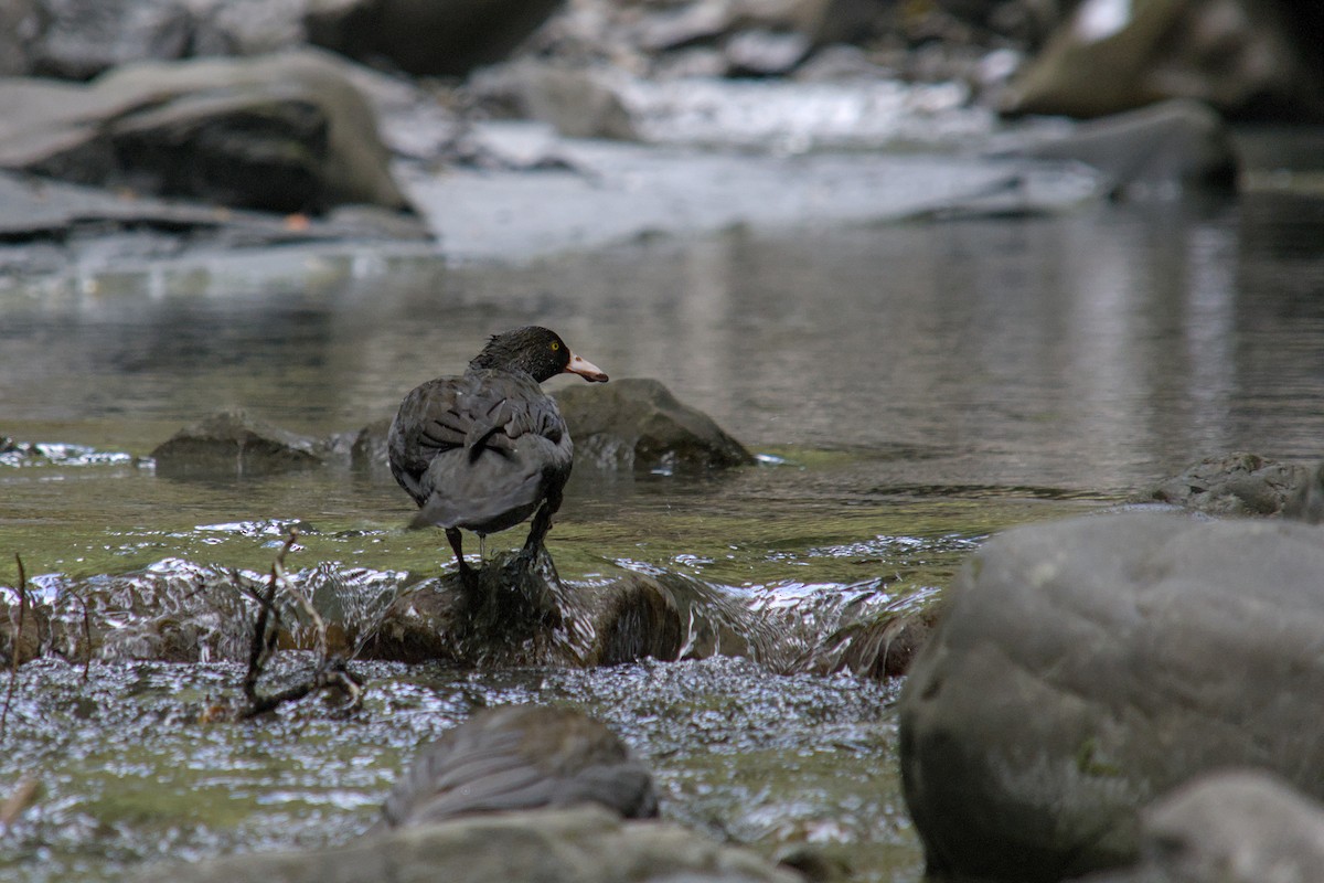 Blue Duck - ML625333457