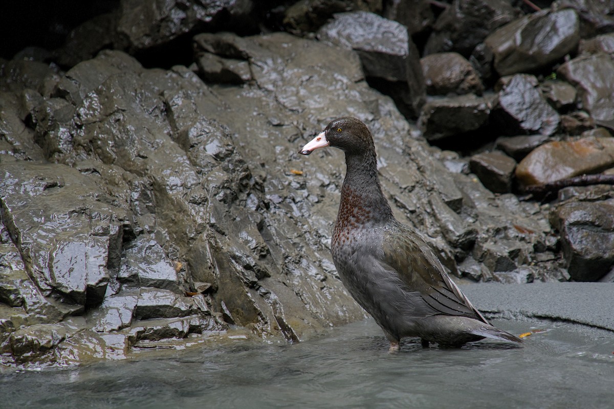 Blue Duck - ML625333459