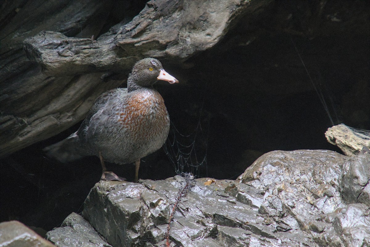 Blue Duck - ML625333474