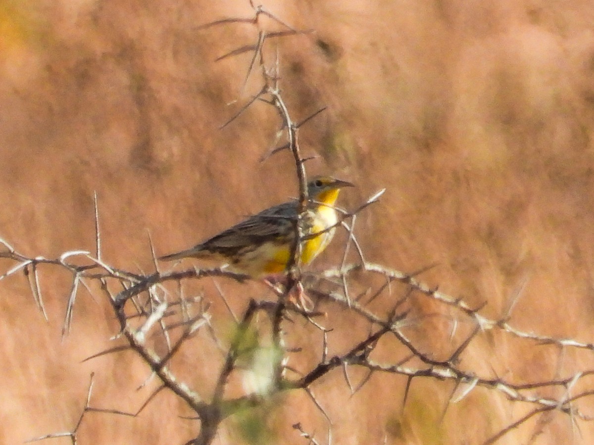 Eastern Meadowlark - ML625333501