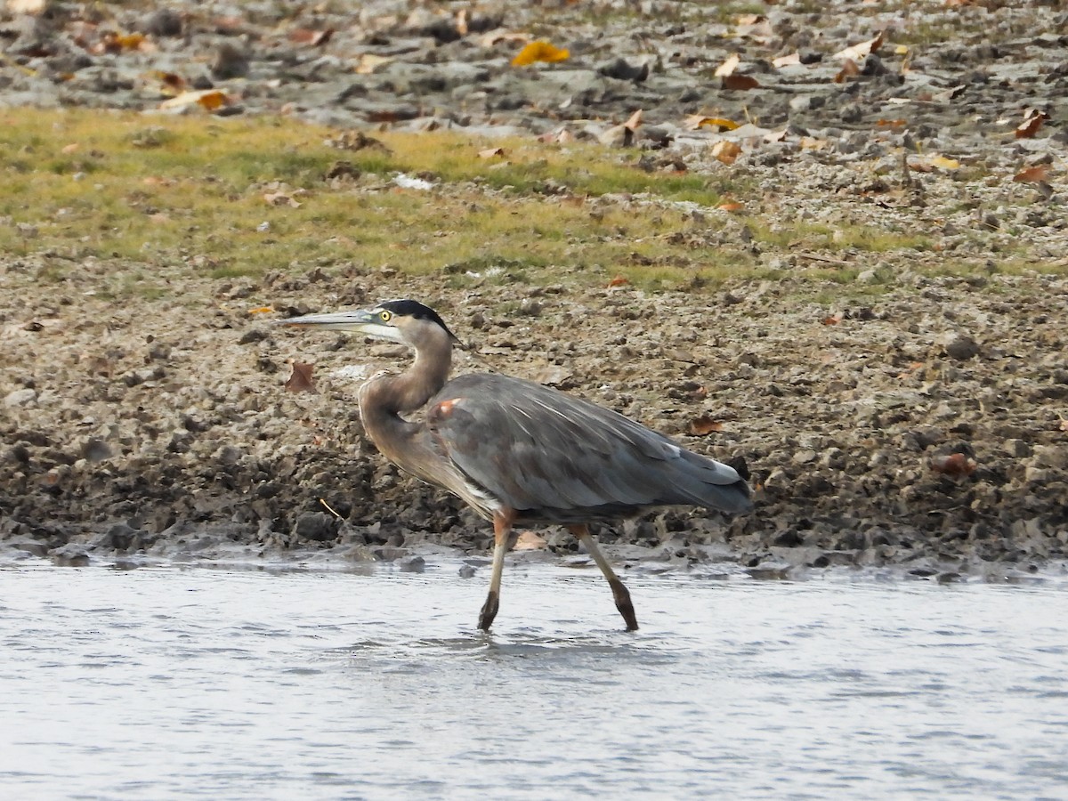 Great Blue Heron - ML625333517