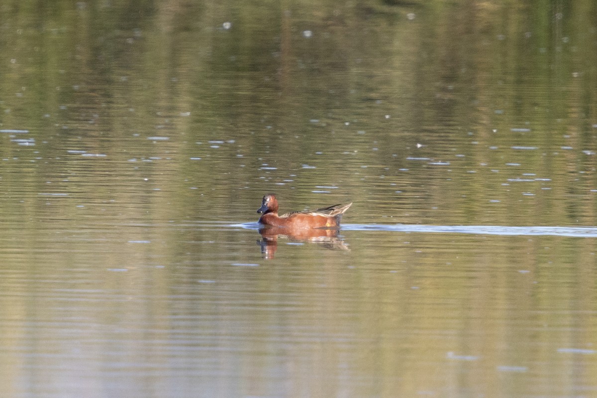 Cinnamon Teal - ML625333550