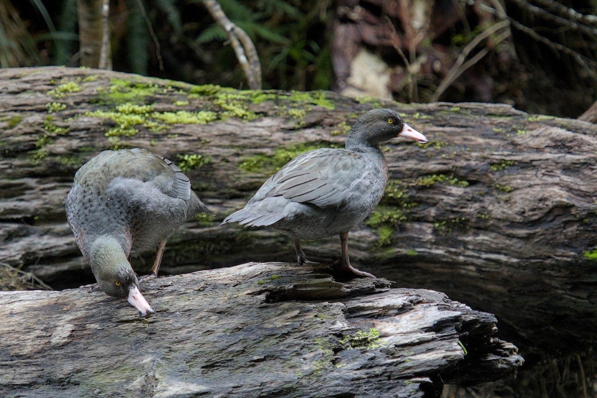 Blue Duck - ML625333593