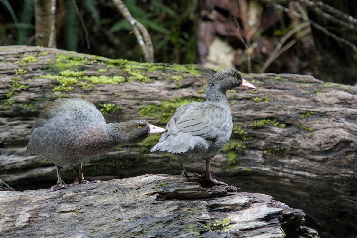 Blue Duck - ML625333604