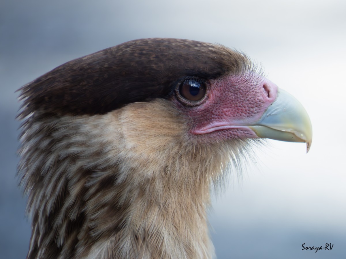 Crested Caracara - ML625333615