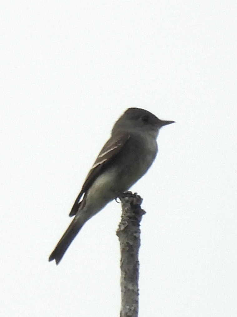 Western Wood-Pewee - ML625333616