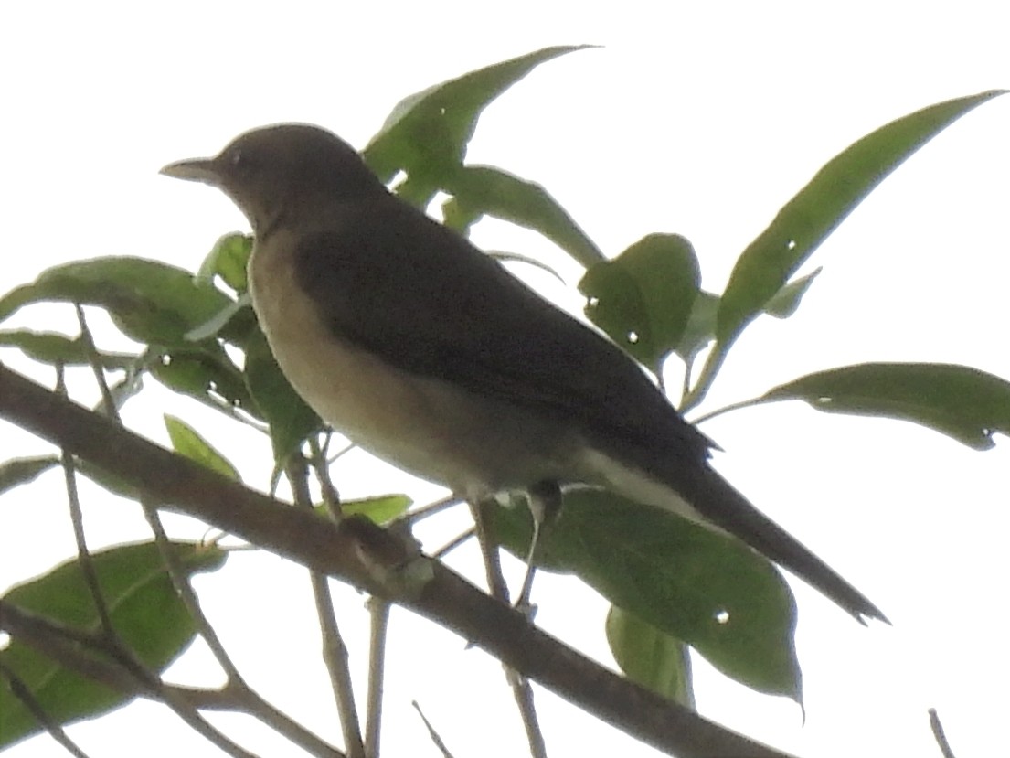 Black-billed Thrush - Jhon Carlos Andres Rivera Higuera