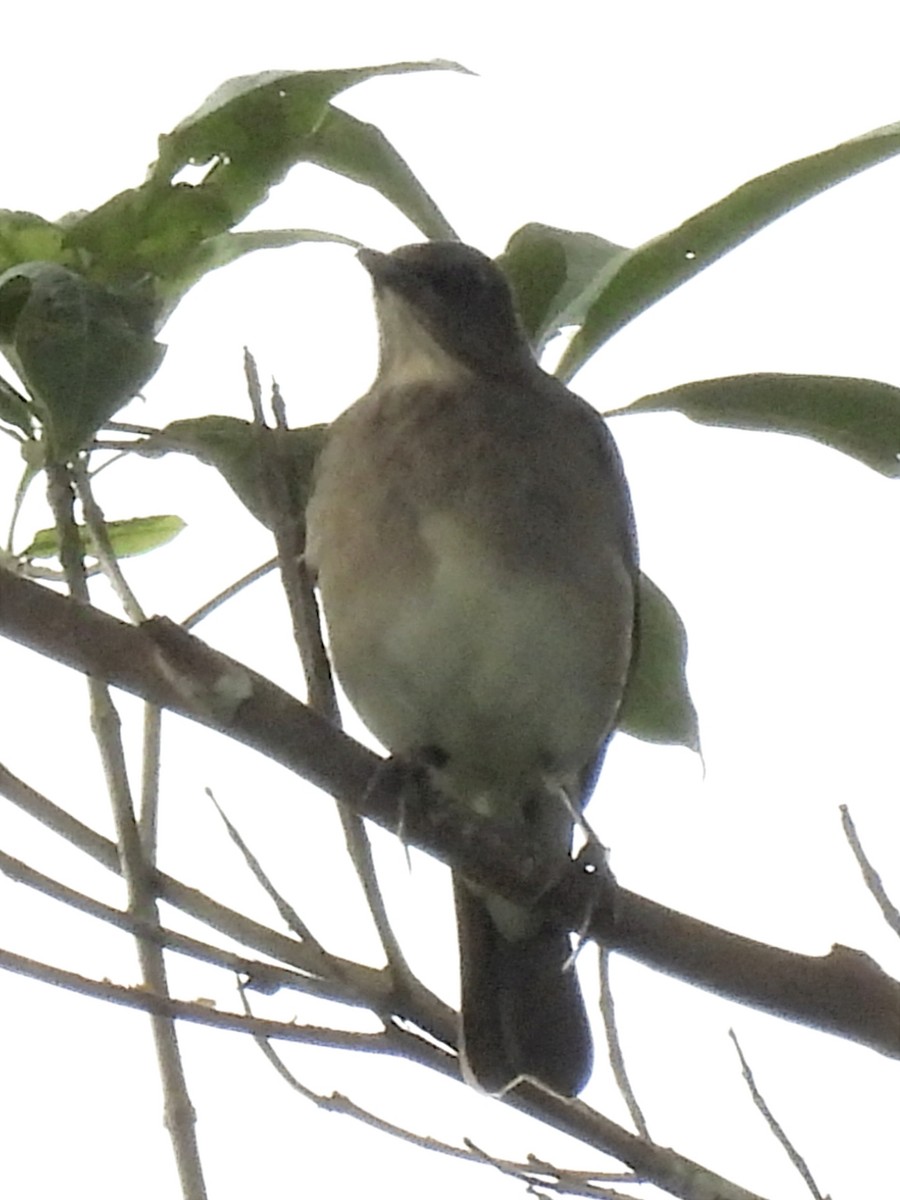 Black-billed Thrush - ML625333624