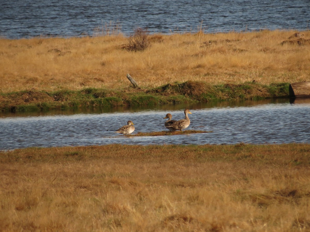 Yellow-billed Pintail - ML625333625