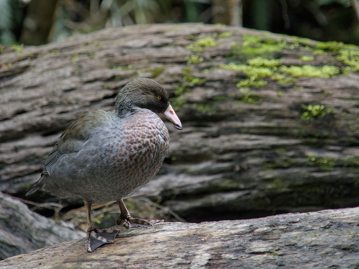 Blue Duck - ML625333638