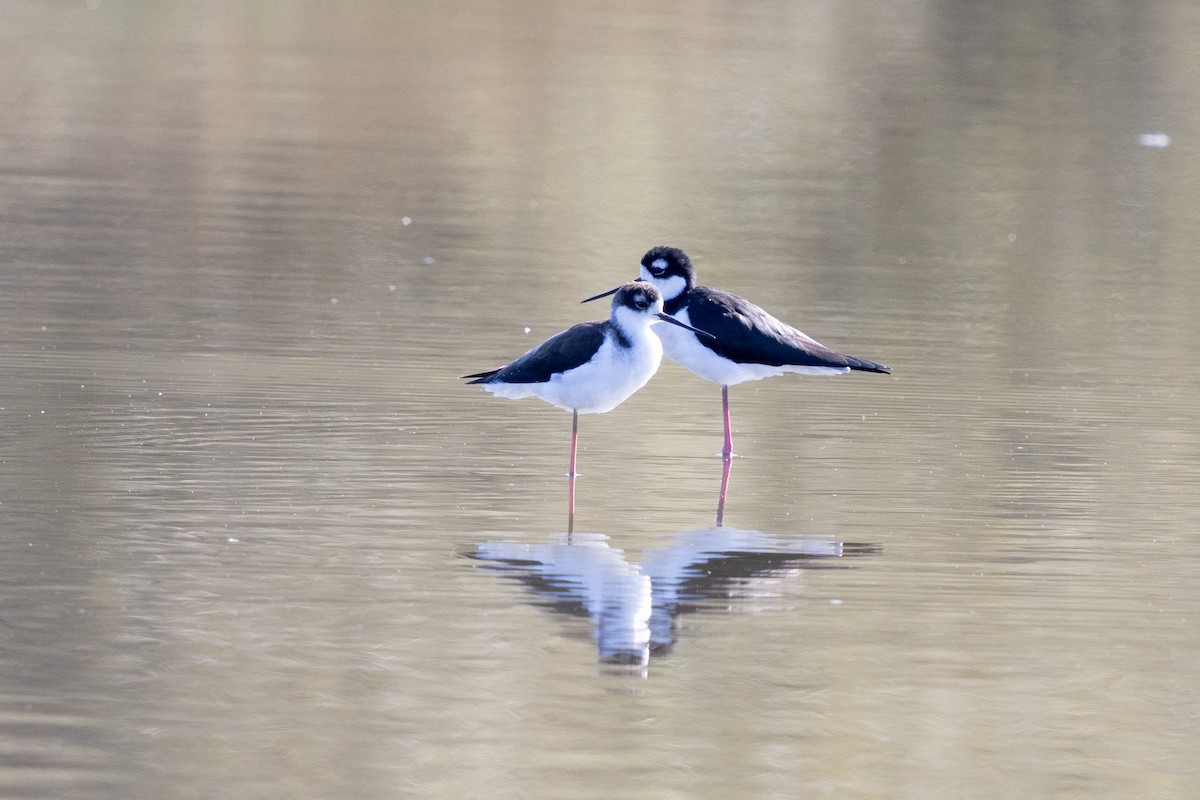 Black-necked Stilt - ML625333645