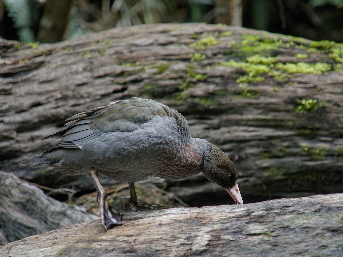 Blue Duck - ML625333646