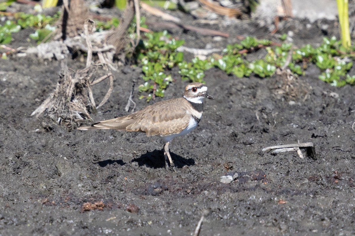 Killdeer - ML625333648