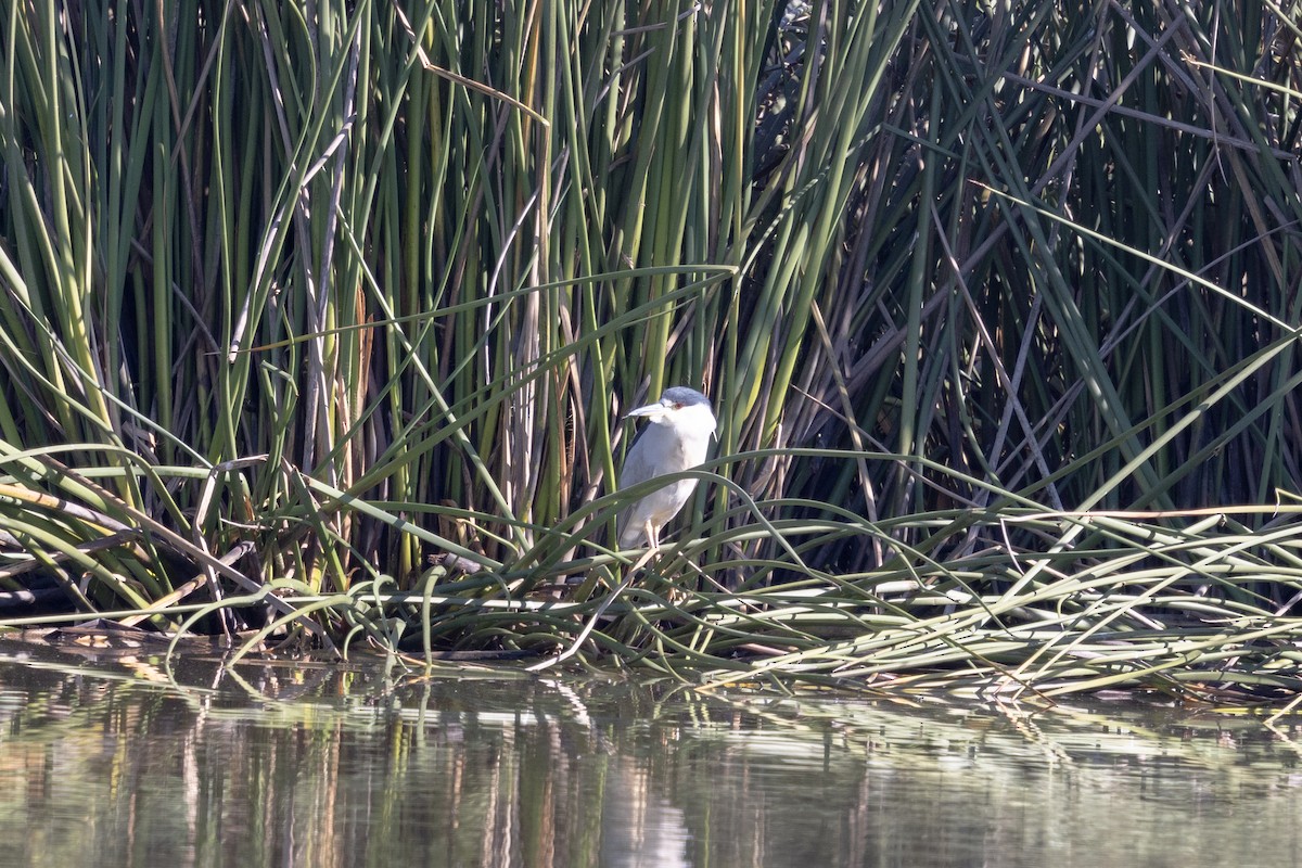 Black-crowned Night Heron - ML625333651