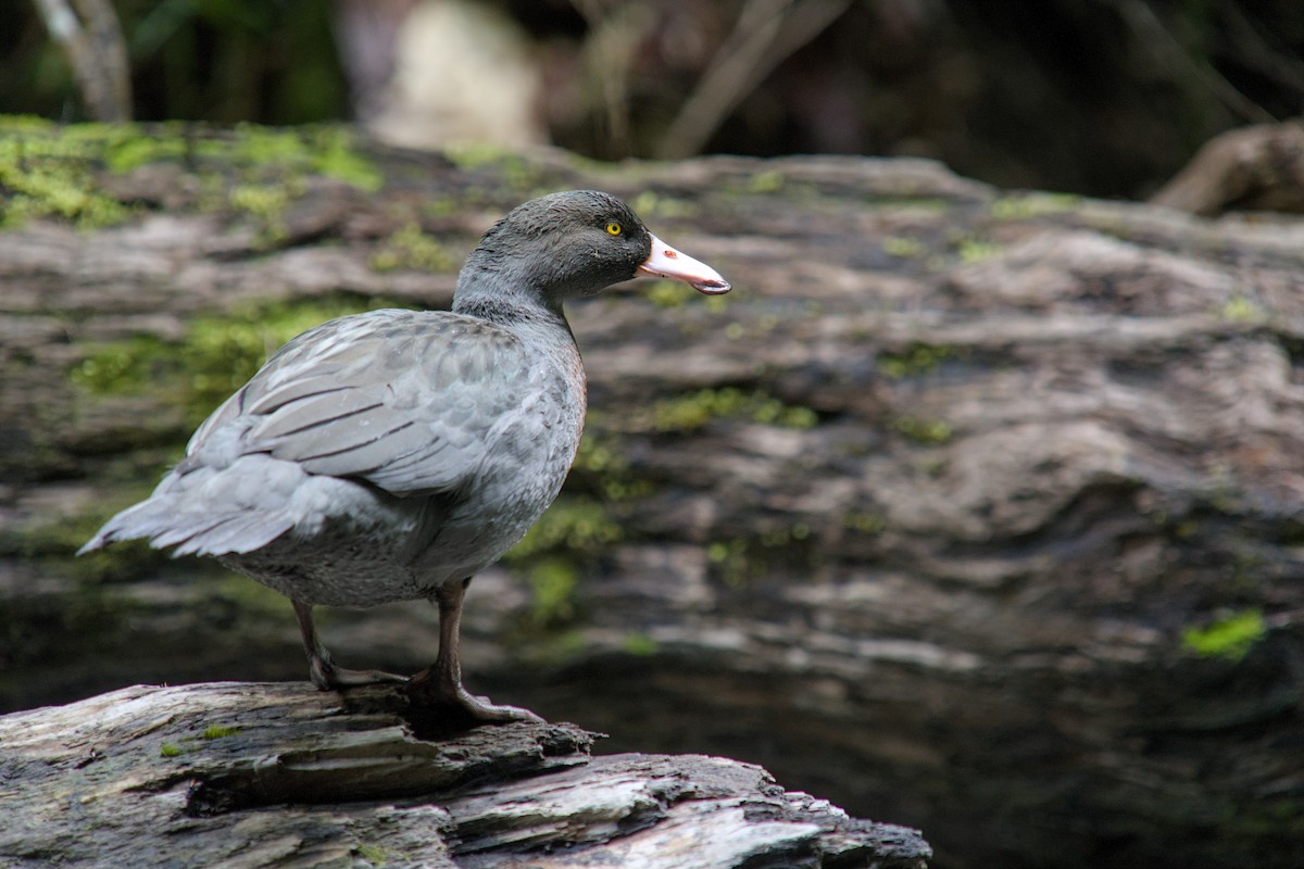 Blue Duck - ML625333653