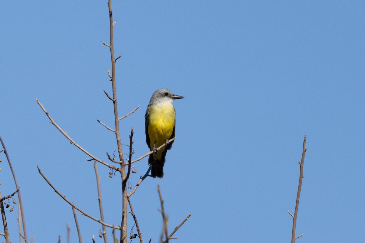 Tropical Kingbird - ML625333664