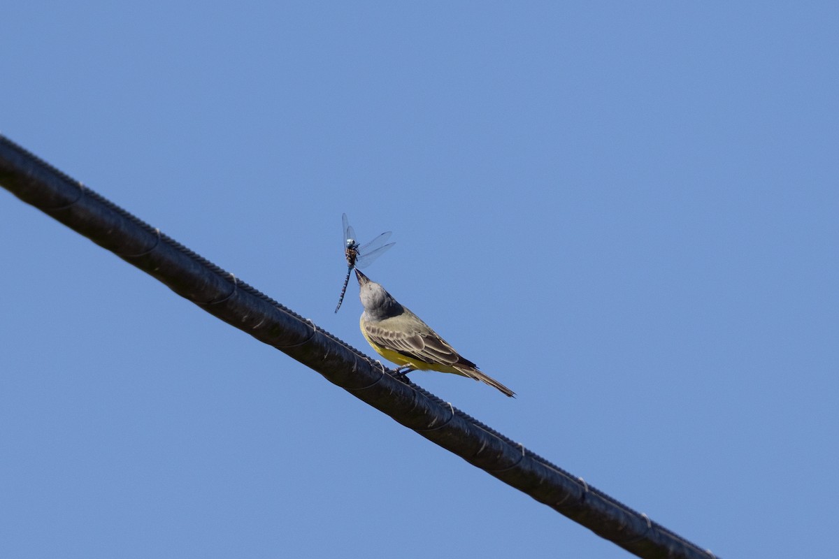 Tropical Kingbird - ML625333665
