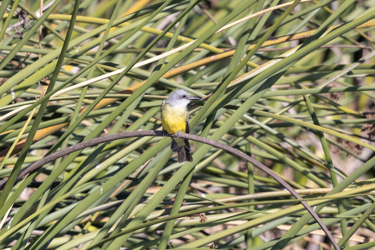 Tropical Kingbird - ML625333666