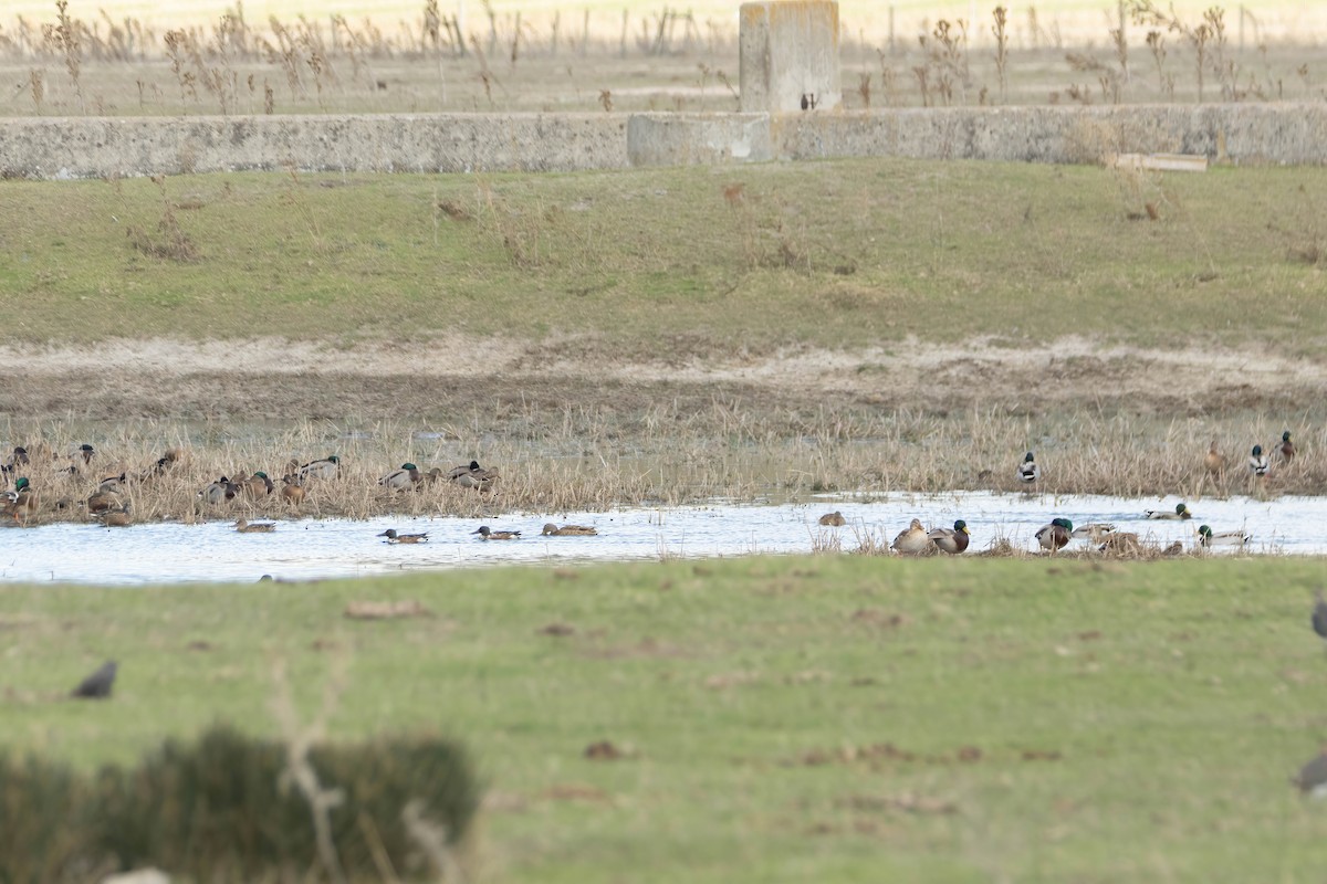 Northern Shoveler - ML625333667