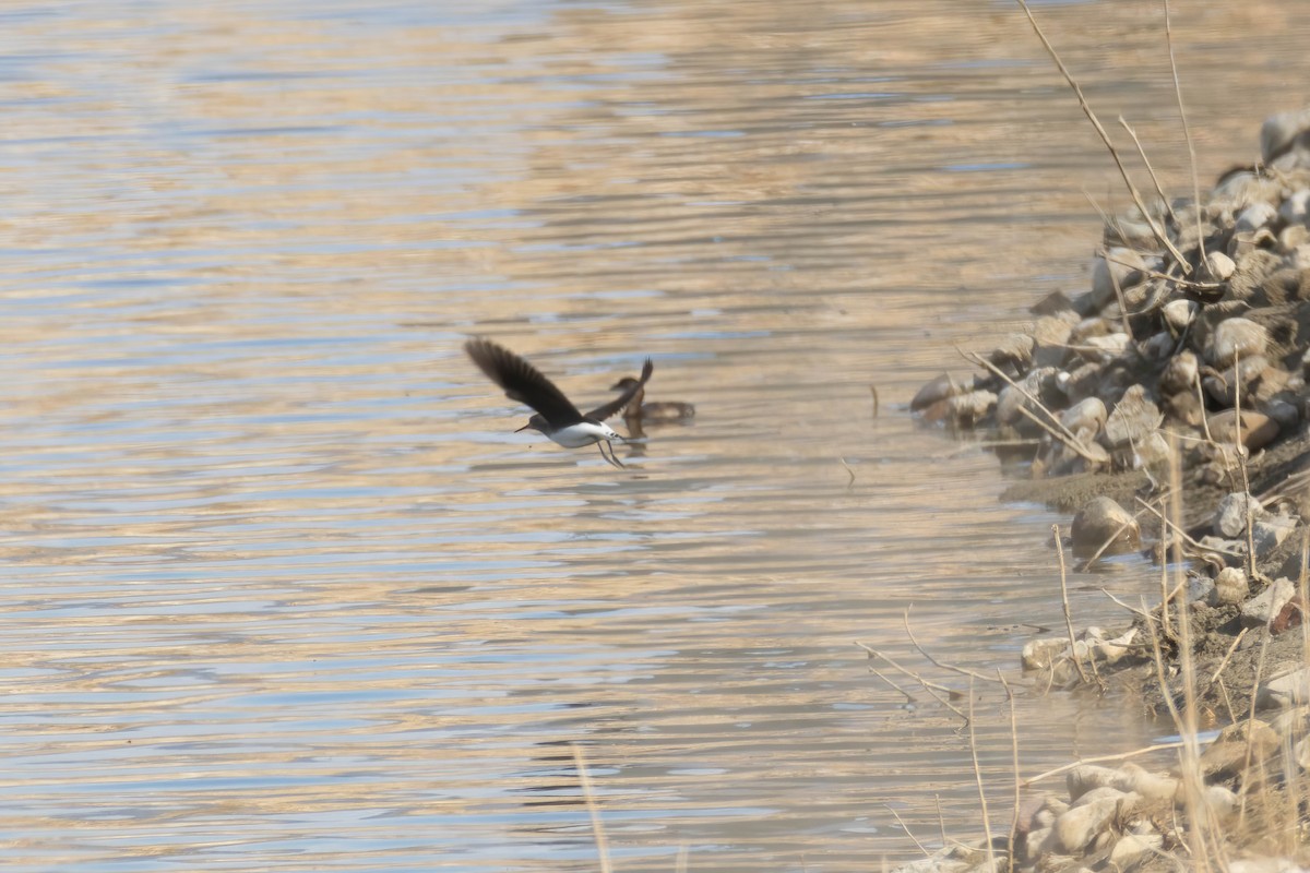 Green Sandpiper - ML625333670