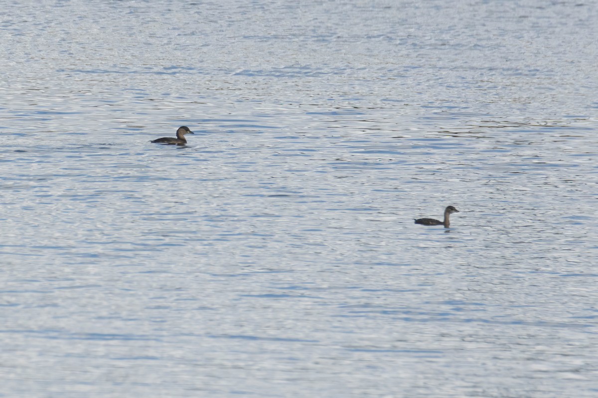 Little Grebe - ML625333680