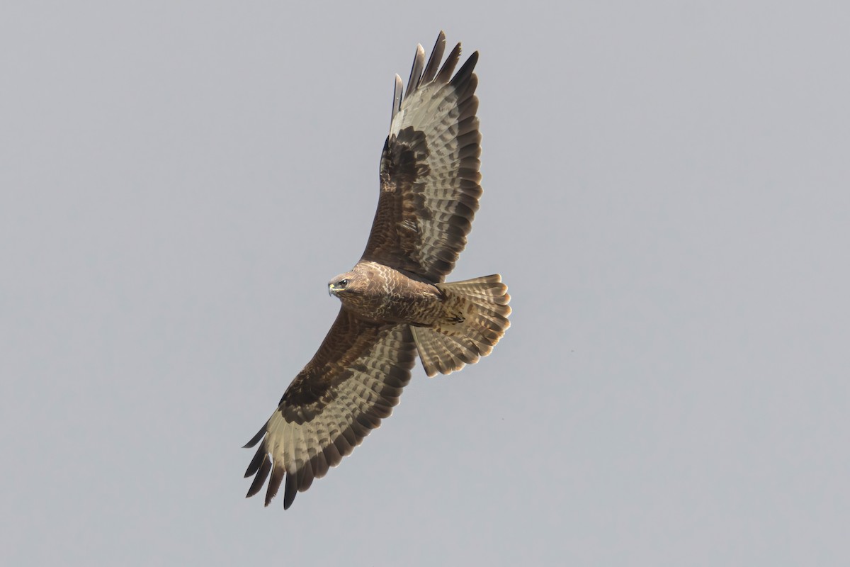 Common Buzzard - ML625333688