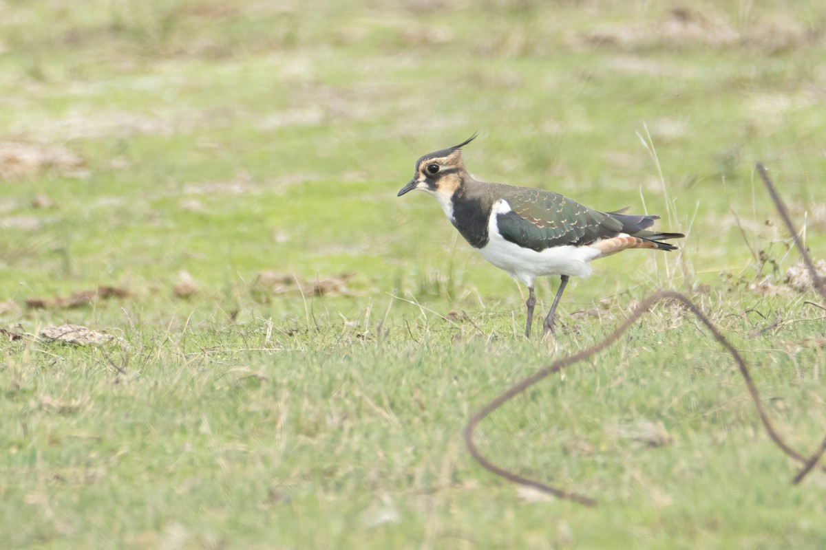 Northern Lapwing - ML625333728