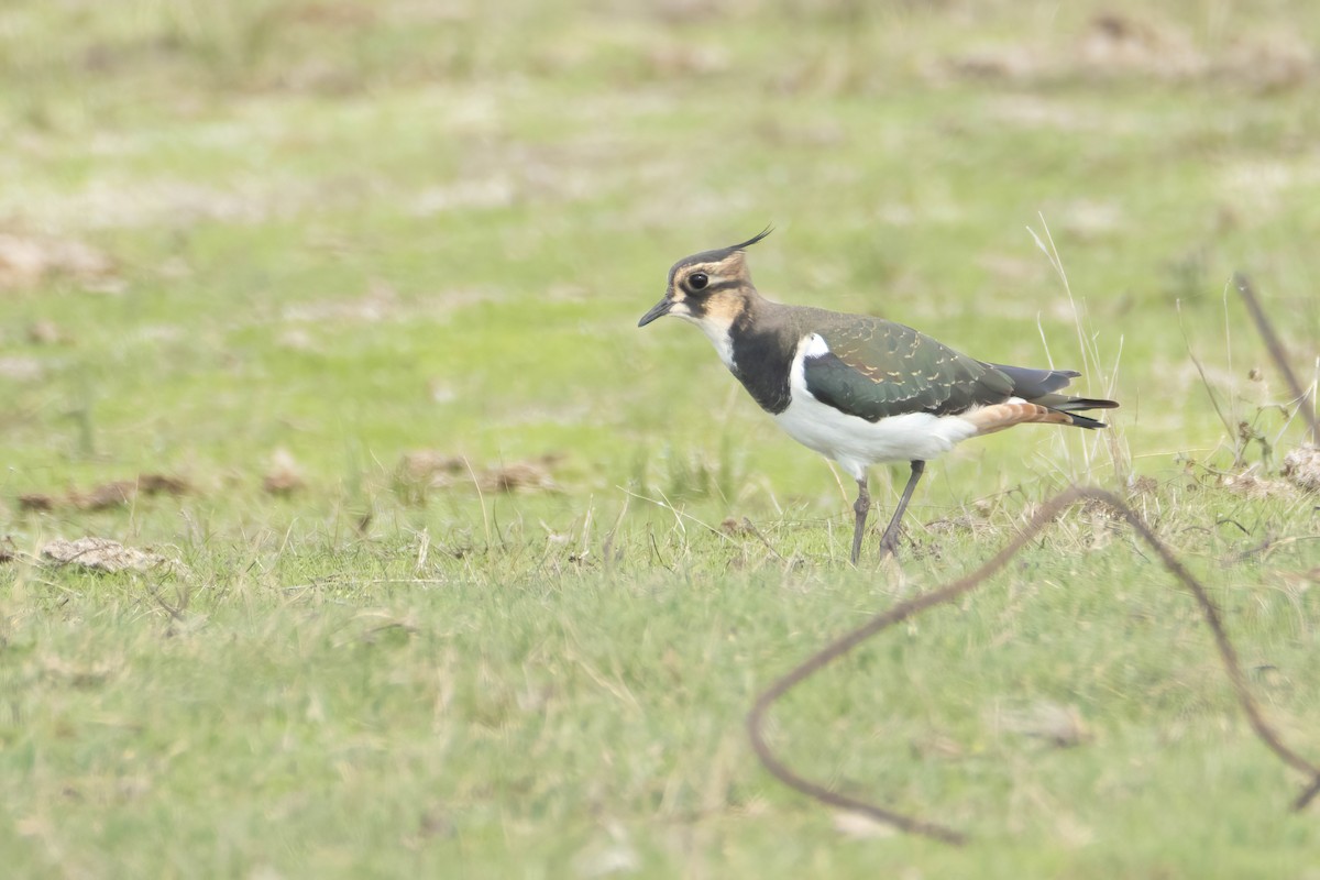 Northern Lapwing - ML625333729