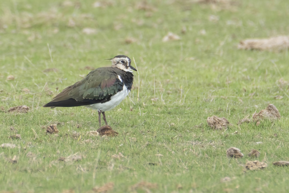 Northern Lapwing - ML625333731